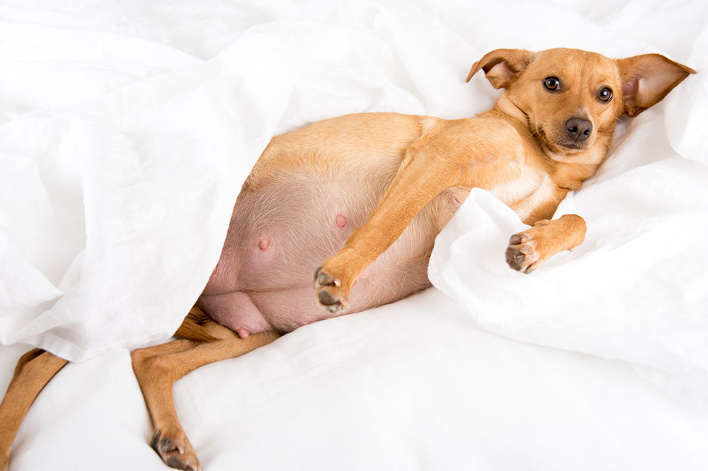 Points to Remember While Traveling with a Pregnant Pet