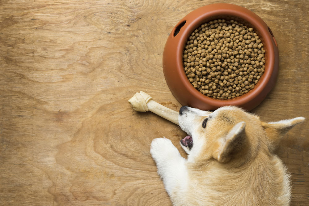 Popular Treatment Options for Food Allergies in Dogs