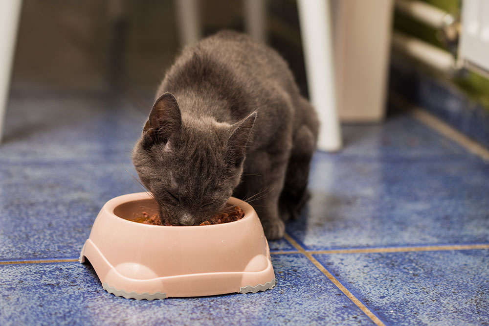 Symptoms of Food Toxicity to Note in Cats and Dogs