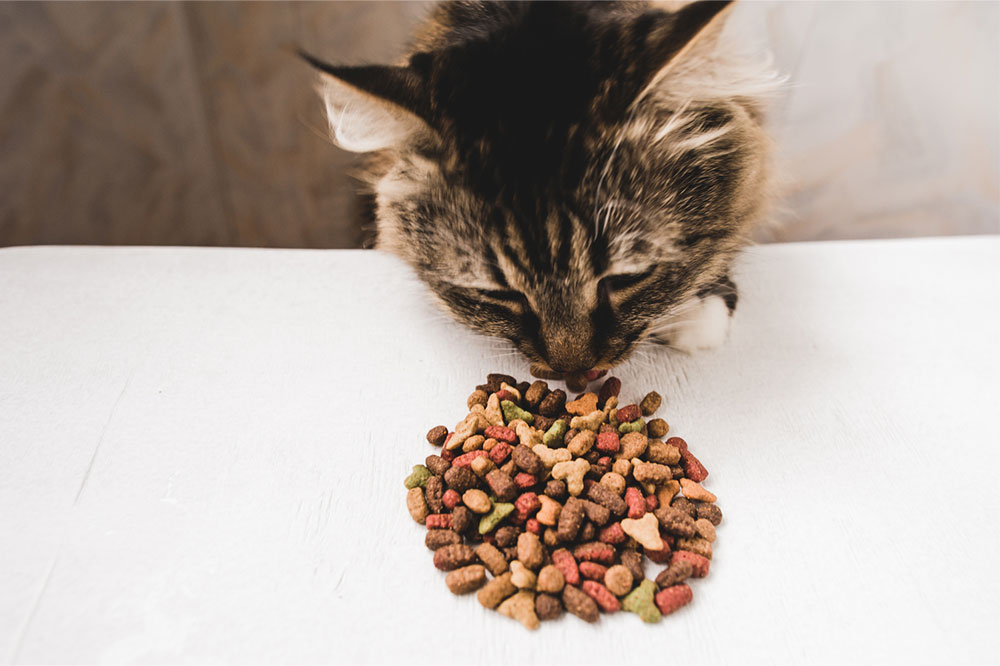 The Best Cat Treat Brands for Felines