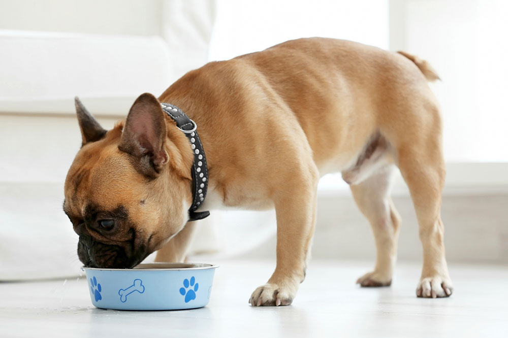 Top-Rated Healthy Dog Food Brands Available