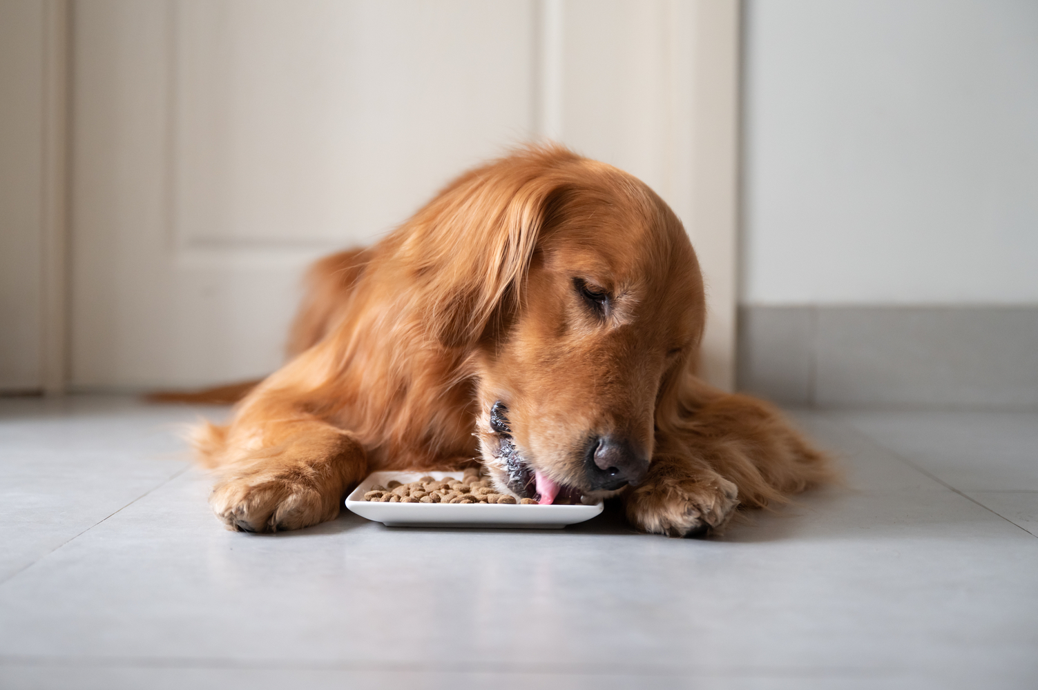 Toxic Human Foods for Dogs